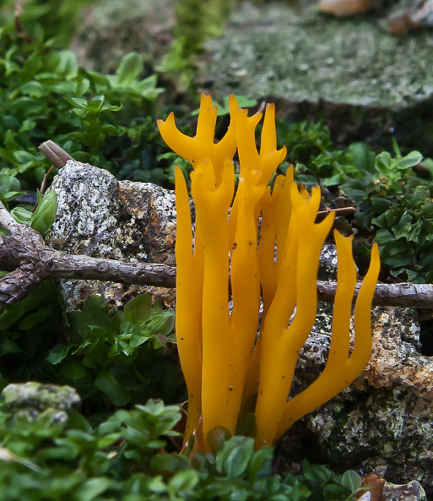 parôžkovec lepkavý Calocera viscosa (Pers.) Fr.