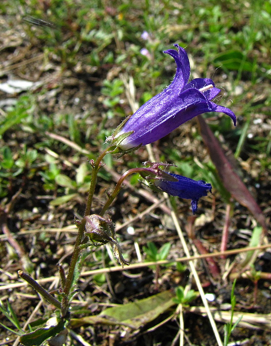 zvonček sibírsky Campanula sibirica L.