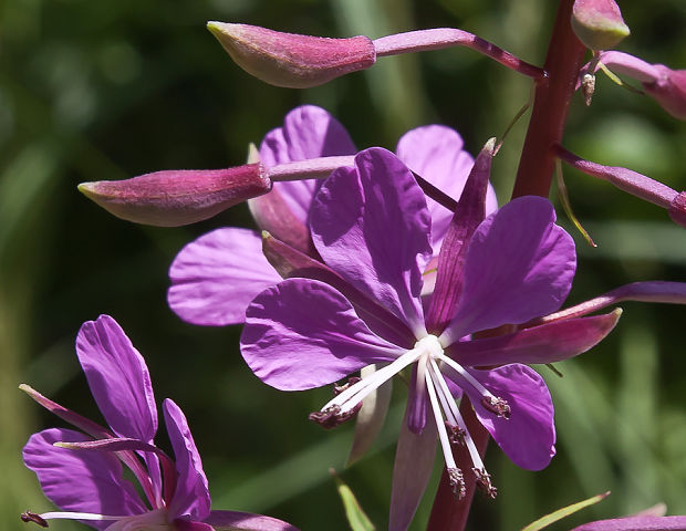 kyprina úzkolistá Chamerion angustifolium (L.) Holub