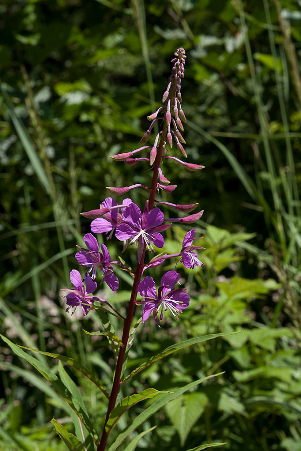 kyprina úzkolistá Chamerion angustifolium (L.) Holub