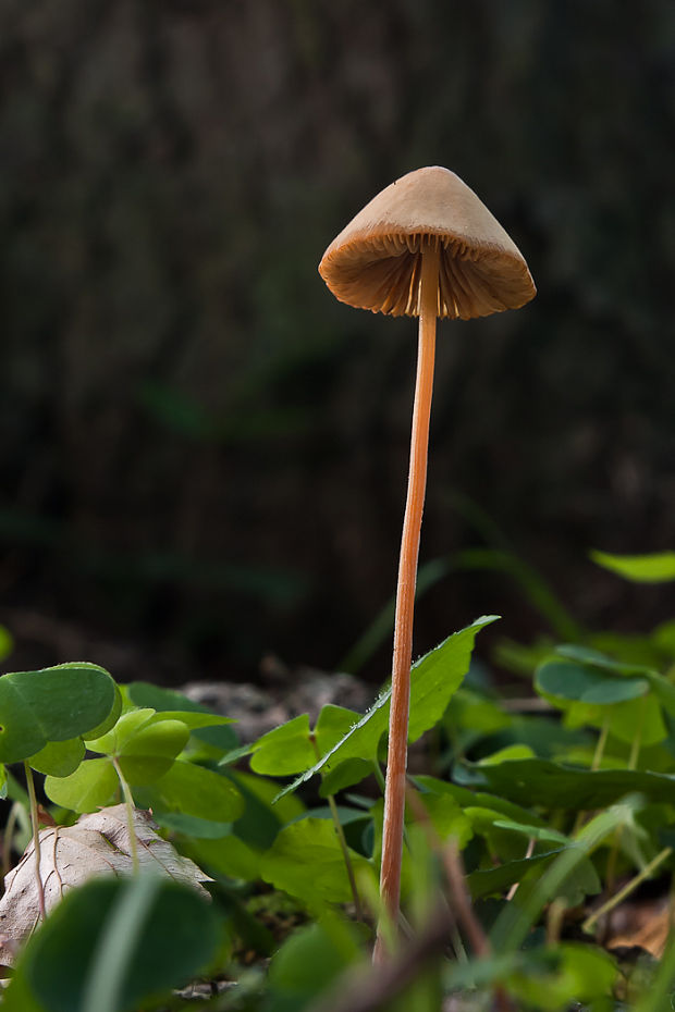 kapucňovec Conocybe sp.