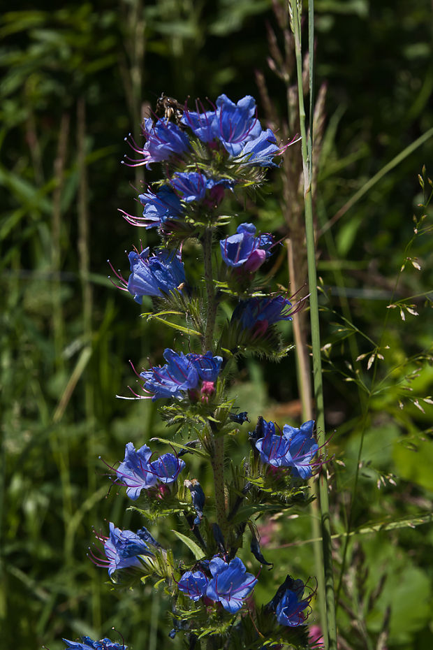 hadinec obyčajný Echium vulgare L.