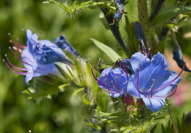 hadinec obyčajný Echium vulgare L.