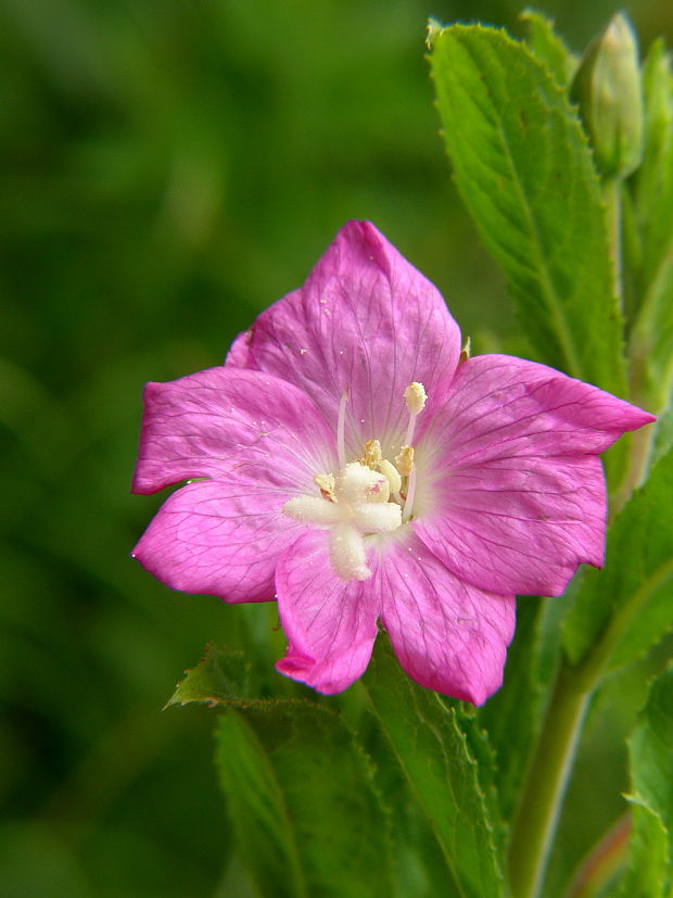 vrbovka Epilobium hirsutum L