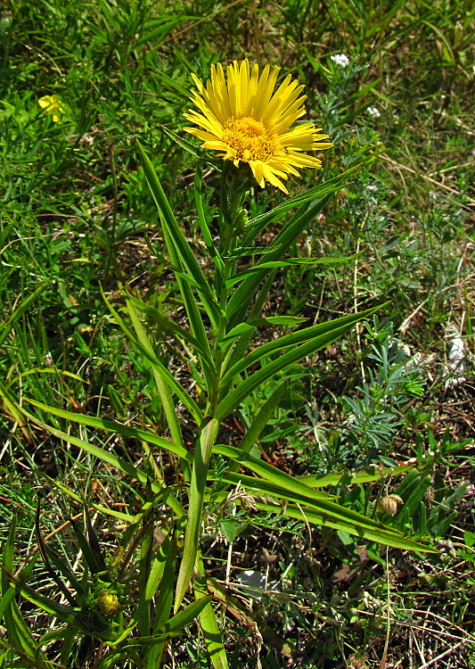 oman mečolistý Inula ensifolia L.