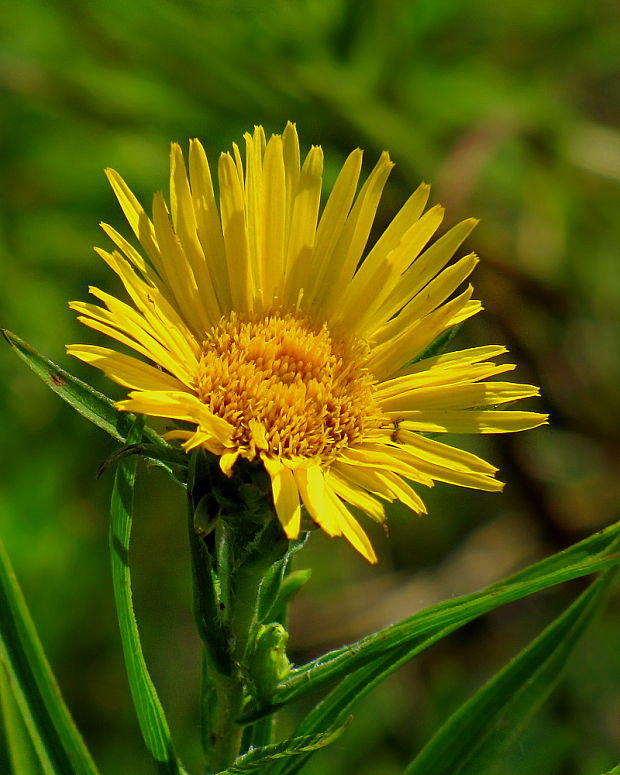 oman mečolistý Inula ensifolia L.