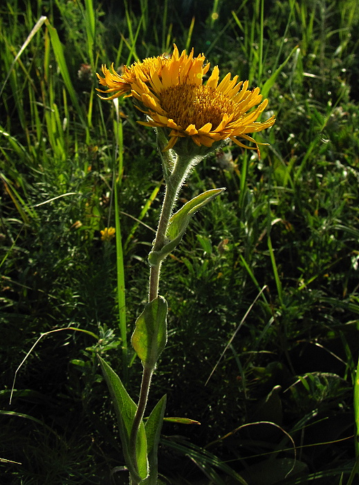 oman hodvábny Inula oculus-christi L.