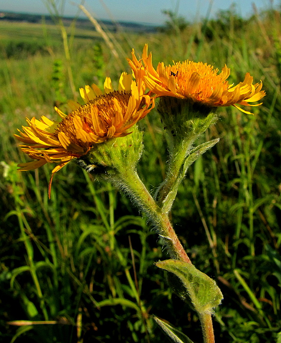 oman hodvábny? Inula oculus-christi L.