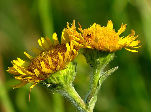 oman hodvábny Inula oculus-christi L.