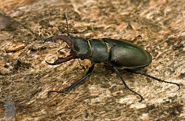 roháč obecný Lucanus cervus cervus var. microcephalus