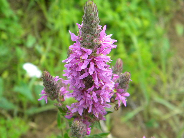 vrbica vŕbolistá? Lythrum salicaria L.