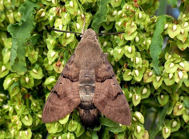 lišaj marinkový Macroglossum stellatarum Linnaeus, 1758