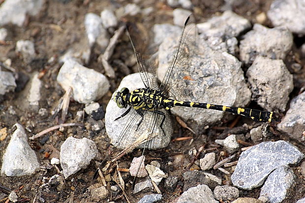 klinovka čiernonohá Onychogomphus forcipatus