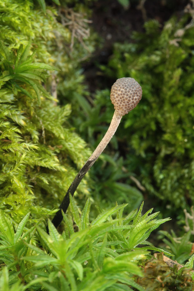 žezlovka bystrušková Ophiocordyceps entomorrhiza (Dicks.) G.H. Sung, J.M. Sung, Hywel-Jones & Spatafora