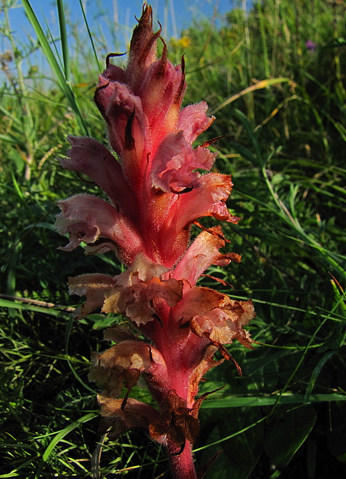 záraza Orobanche sp.