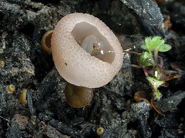 čiaška  Peziza proteana f. proteana (Boud.) Seaver