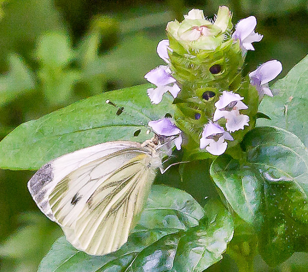 mlynárik repkový Pieris napi