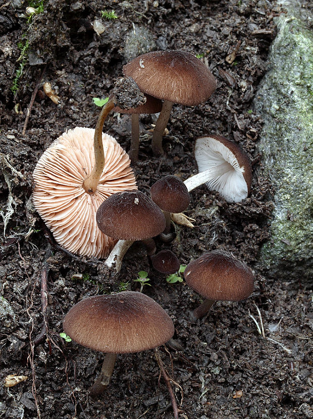 štítovka tmavohnedá Pluteus podospileus Sacc. & Cub.