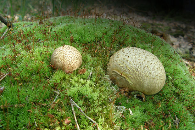 pestrec obyčajný Scleroderma citrinum Pers.