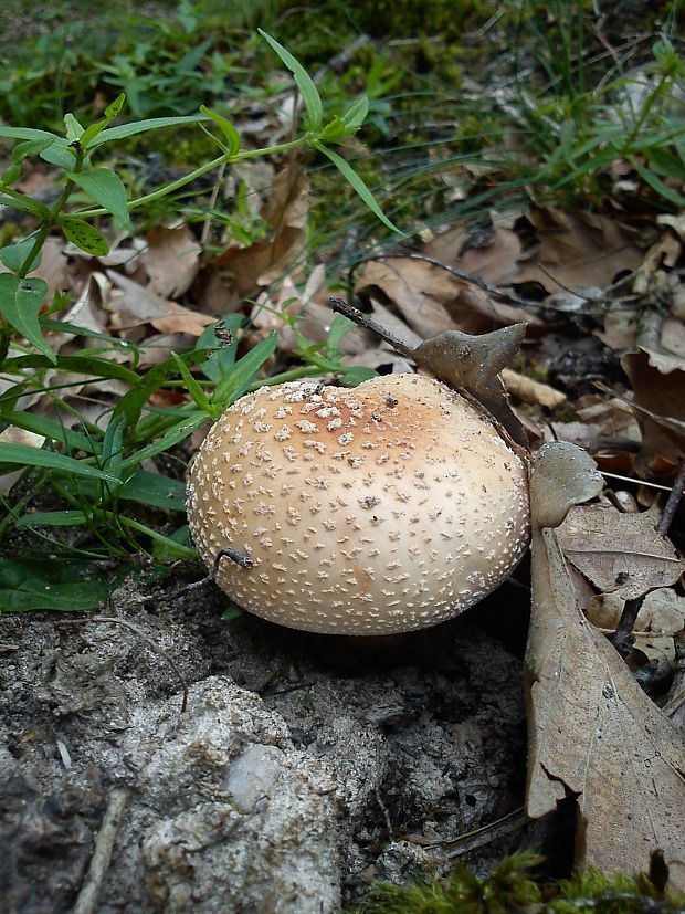 muchotrávka červenkastá Amanita rubescens Pers.