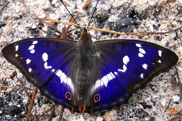 dúhovec väčší Apatura iris