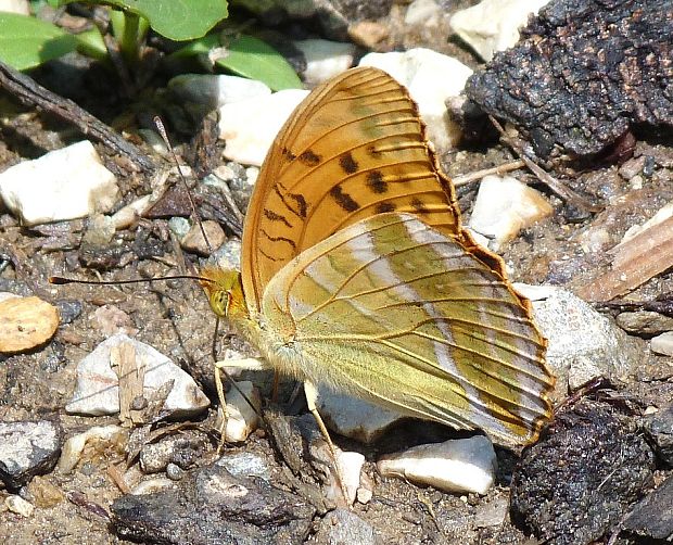 perlovec striebristopásavý Argynnis paphia