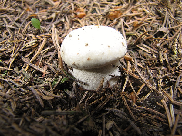 hríb smrekový Boletus edulis Bull.