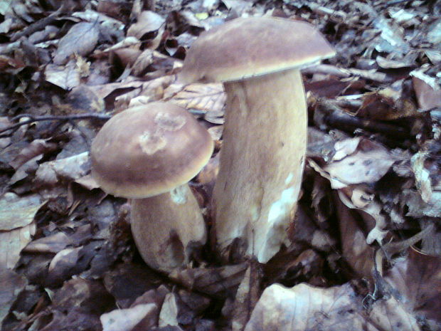 hríb dubový Boletus reticulatus Schaeff.