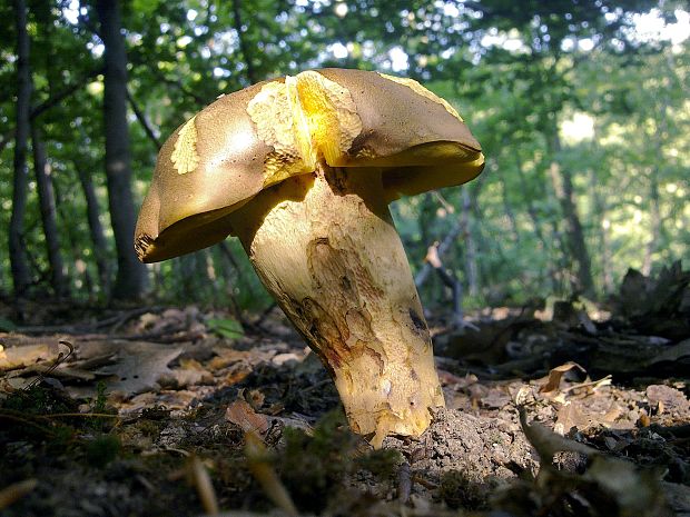 hríb príveskatý Butyriboletus appendiculatus (Schaeff. ex Fr.) Secr.