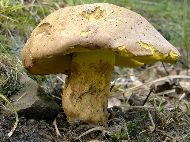 hríb horský Butyriboletus subappendiculatus (Dermek, Lazebn. & J. Veselský) D. Arora & J.L. Frank