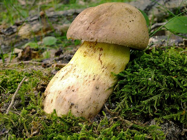 hríb horský Butyriboletus subappendiculatus (Dermek, Lazebn. & J. Veselský) D. Arora & J.L. Frank