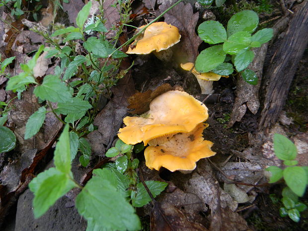 kuriatko Cantharellus sp.