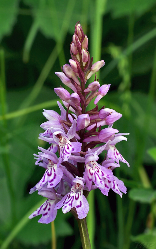 vstavačovec fuchsov pravý Dactylorhiza fuchsii subsp. fuchsii (Druce) Soó