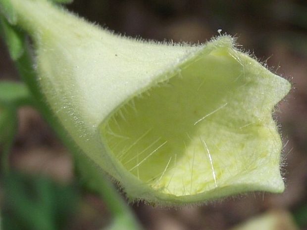 náprstník veľkokvetý Digitalis grandiflora Mill.