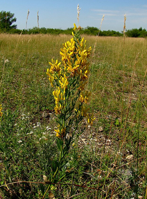 kručinka farbiarska? Genista tinctoria L.