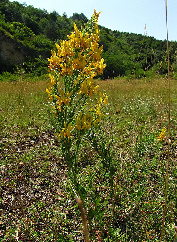 kručinka farbiarska? Genista tinctoria L.