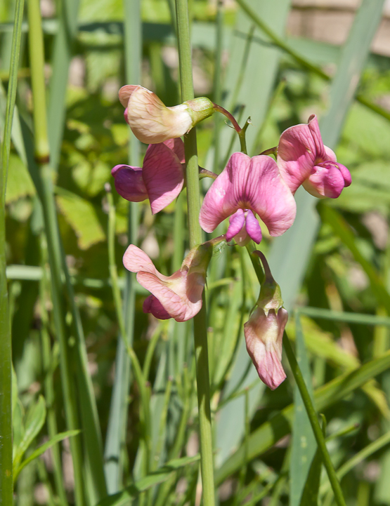 hrachor Lathyrus sp.