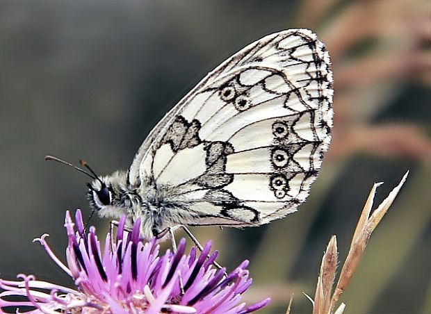 očkáň timotejkový Melanargia galathea