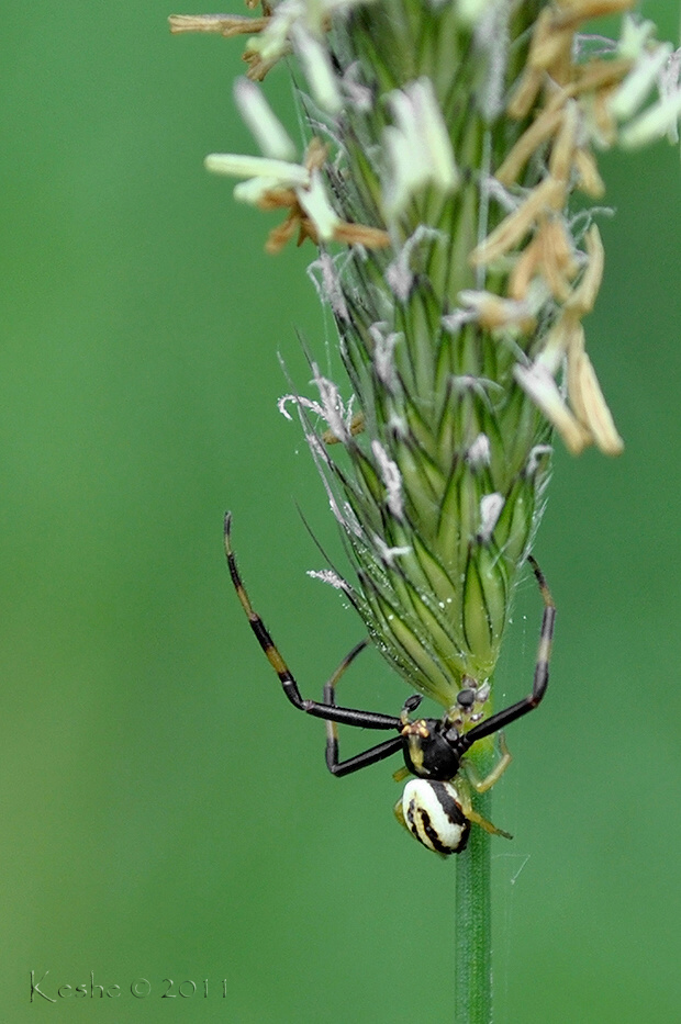 kvetárik dvojtvarý Misumena vatia