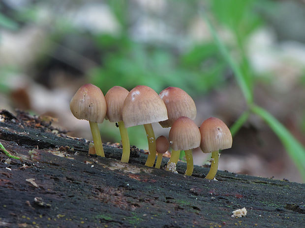 prilbička žltohlúbiková Mycena renati Quél.