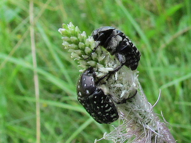 zlatoň Oxythyrea funesta