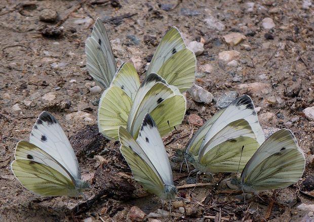 mlynárik repkový Pieris napi