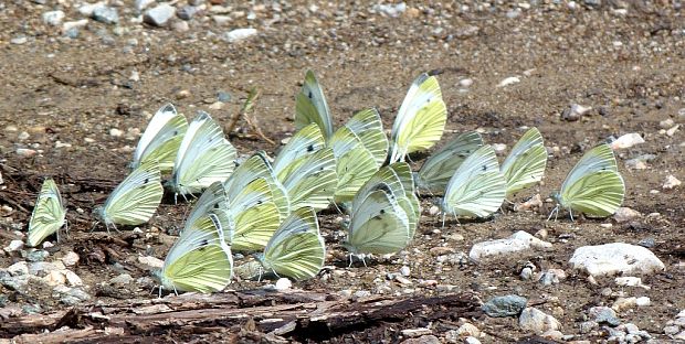 mlynáriky repkové Pieris napi