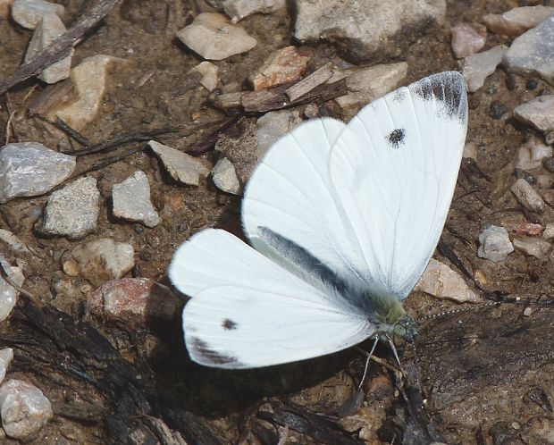 mlynárik repkový  Pieris napi