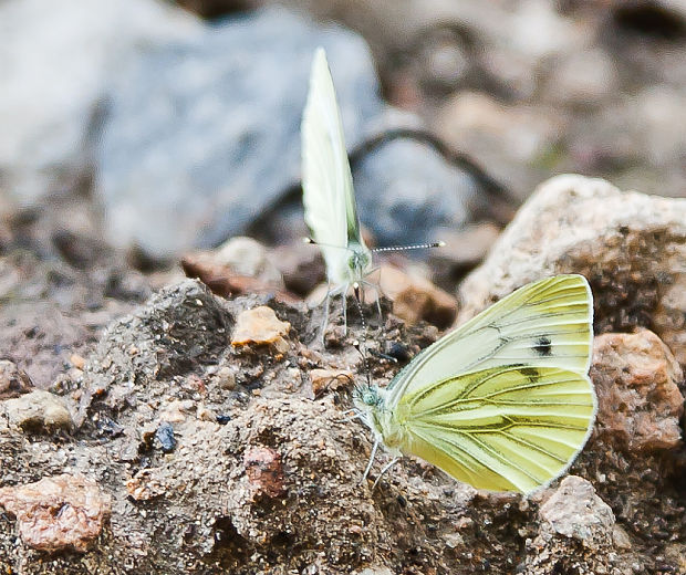 mlynárik repkový Pieris napi