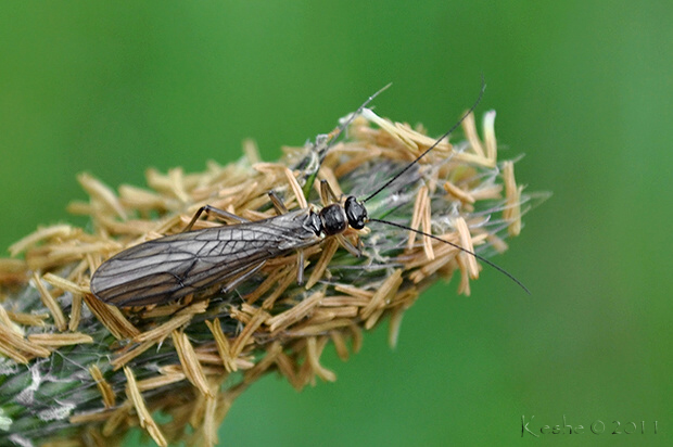 pošvatka Plecoptera sp.