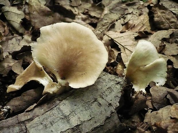 hliva lievikovitá Pleurotus cornucopiae (Paulet) Rolland