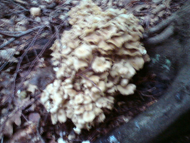 trúdnik klobúčkatý Polyporus umbellatus (Pers.) Fr.