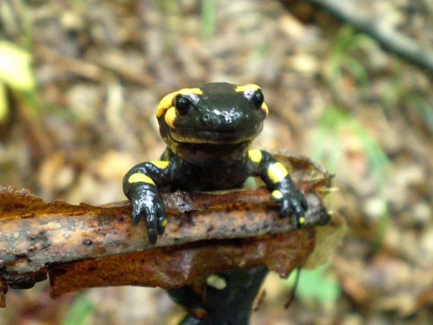 salamandra škvrnitá Salamandra salamandra