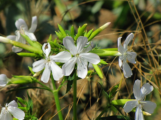 mydlica lekárska Saponaria officinalis L.